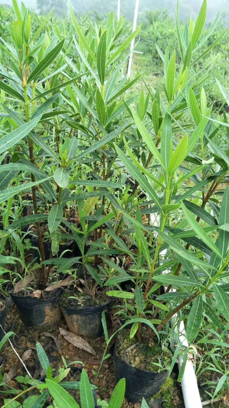 夹竹挑、各种规格夹竹桃