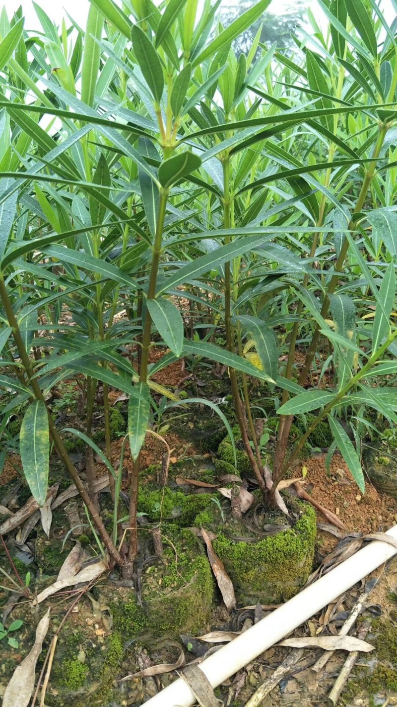 夹竹挑、各种规格夹竹桃