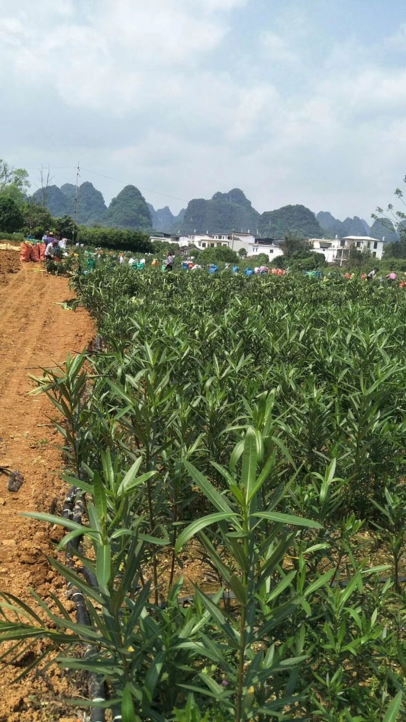 夹竹挑、各种规格夹竹桃