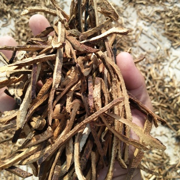 干净无硫橘红丝包过检干度十足产地直销量大价优