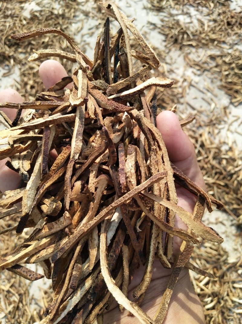 干净无硫橘红丝包过检干度十足产地直销量大价优