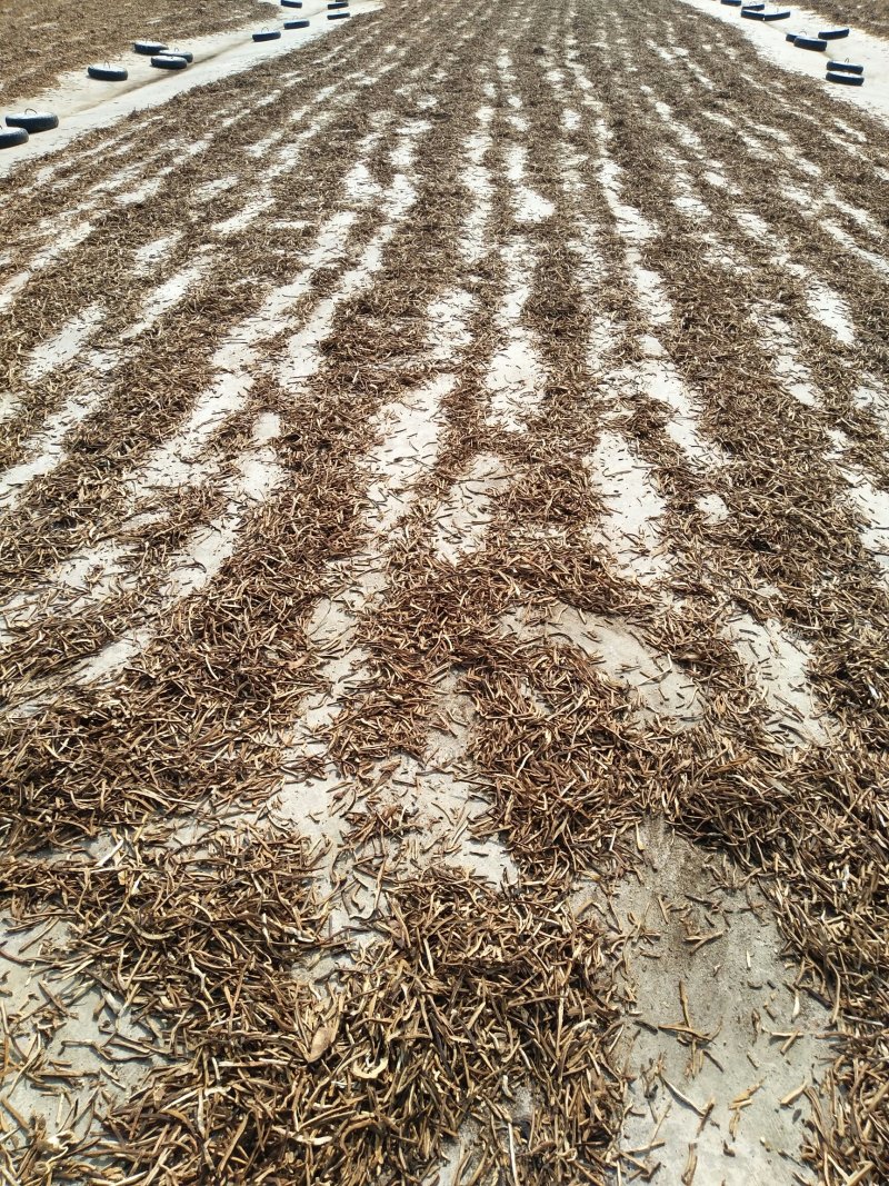 干净无硫橘红丝包过检干度十足产地直销量大价优