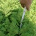 四川眉山出售30——50高度的蓝花楹袋苗