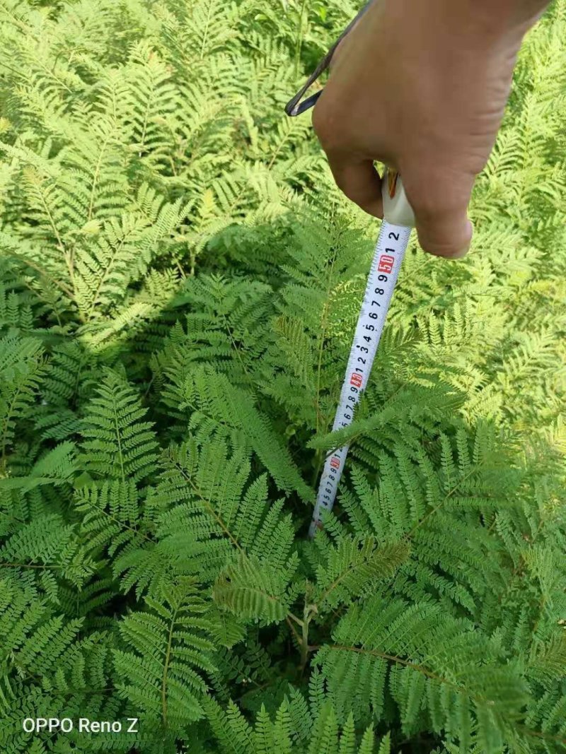 四川眉山出售30——50高度的蓝花楹袋苗