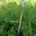 四川眉山出售30——50高度的蓝花楹袋苗