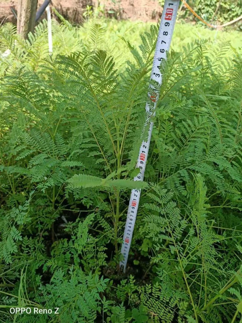 四川眉山出售30——50高度的蓝花楹袋苗