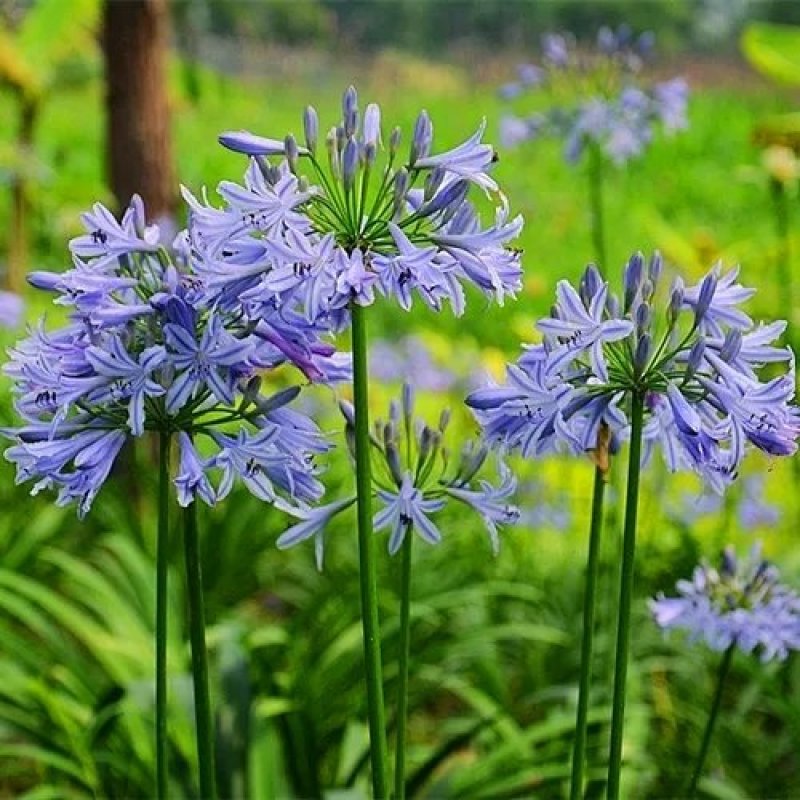 百子莲开花大苗林下花卉苗圃直发多年生花卉