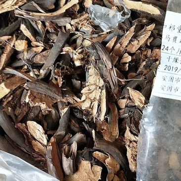 绵马贯众贯众绵马鳞毛蕨贯节贯渠包邮