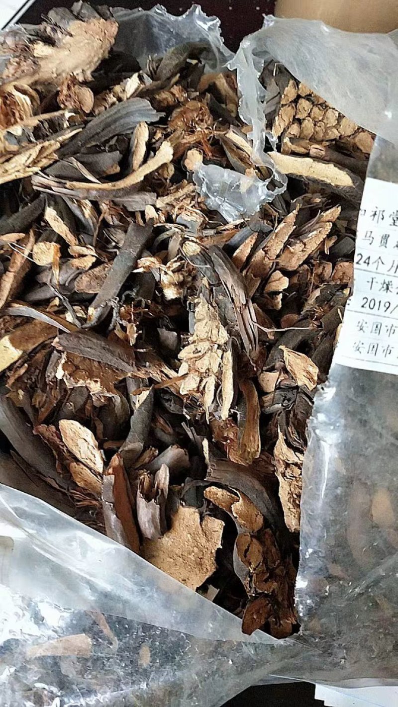 绵马贯众贯众绵马鳞毛蕨贯节贯渠包邮