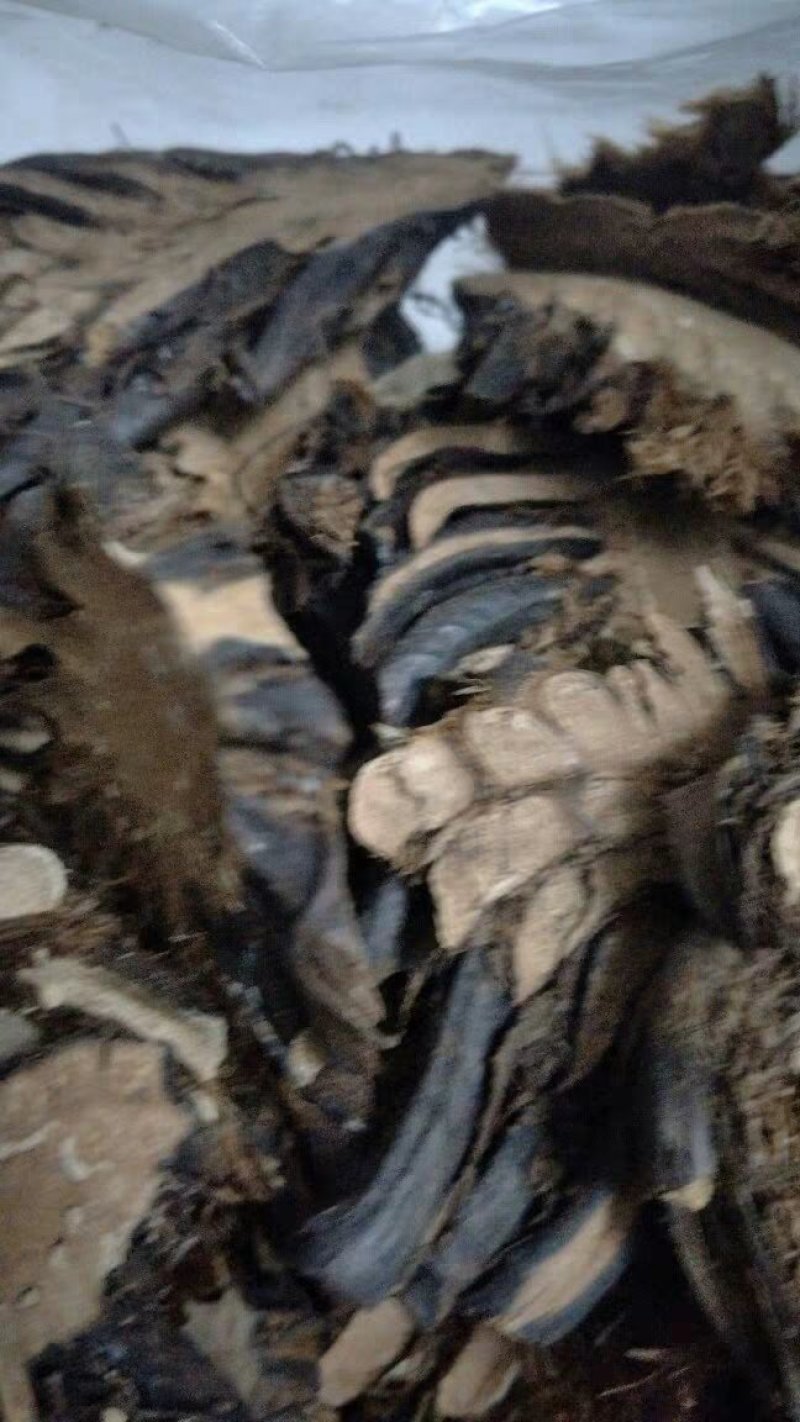 绵马贯众贯众绵马鳞毛蕨贯节贯渠包邮