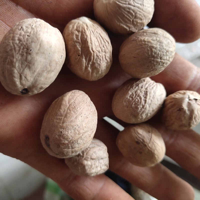 肉豆蔻新货无虫蛀关书药业