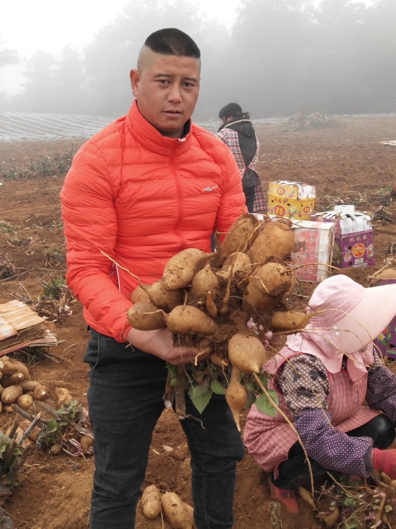 云南人参果雪莲果纸箱泡沫箱规格多欢迎联系