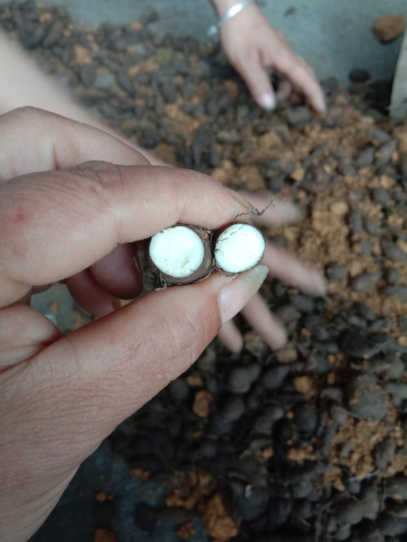 野生三叶青鲜货，紫皮金钱吊葫芦，深山老林下的三叶青。