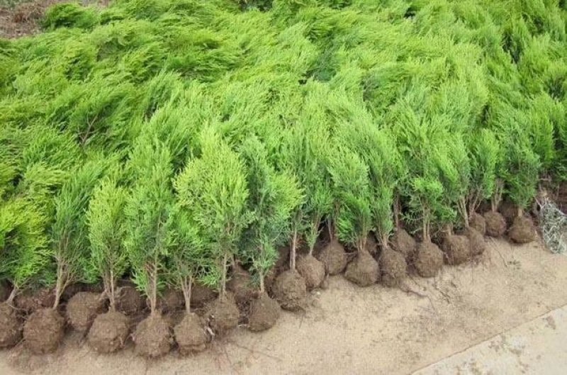 洒金柏，快柏，龙柏球，塔柏，铺地柏