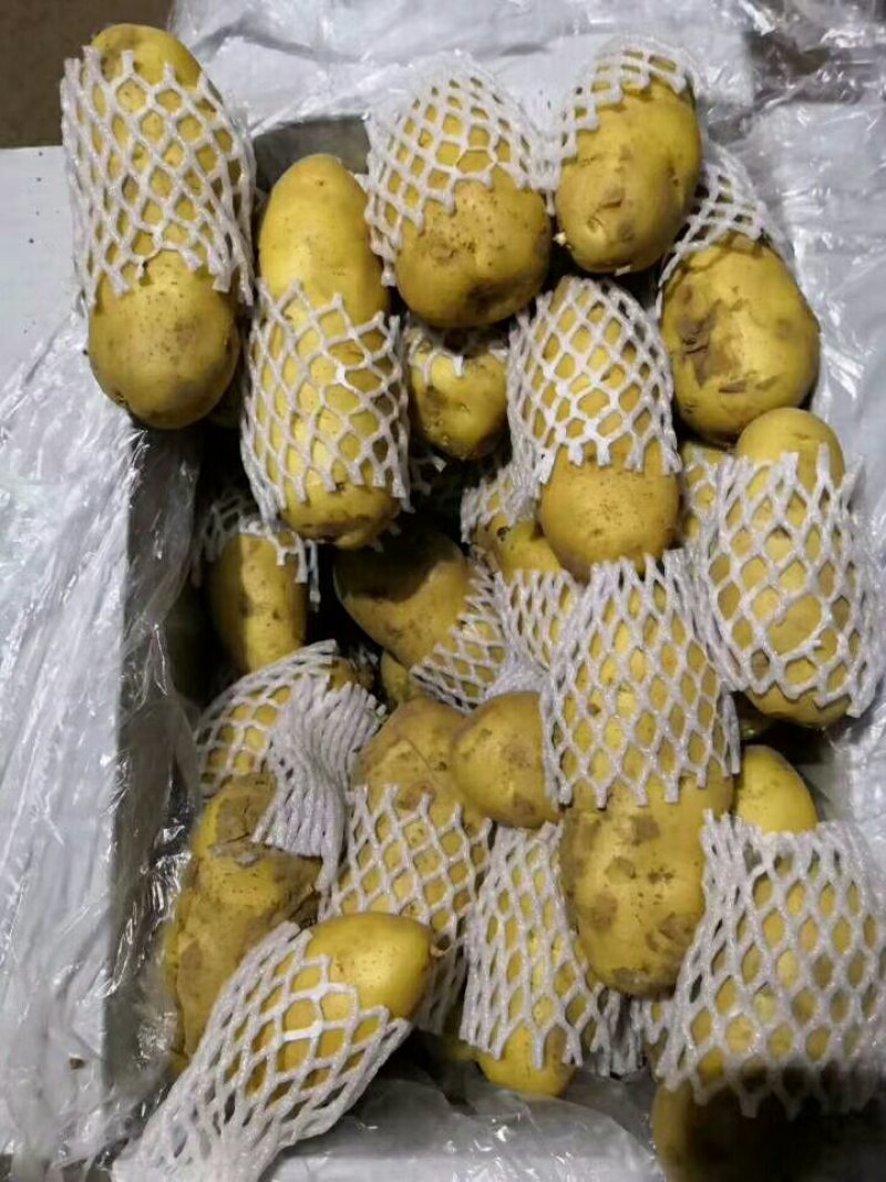山东土豆！新荷兰土豆，大量上市供应，全国代发