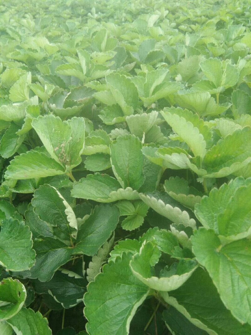 山东草莓苗，出售草莓苗甜宝香野红颜法兰蒂甜查理品种齐全