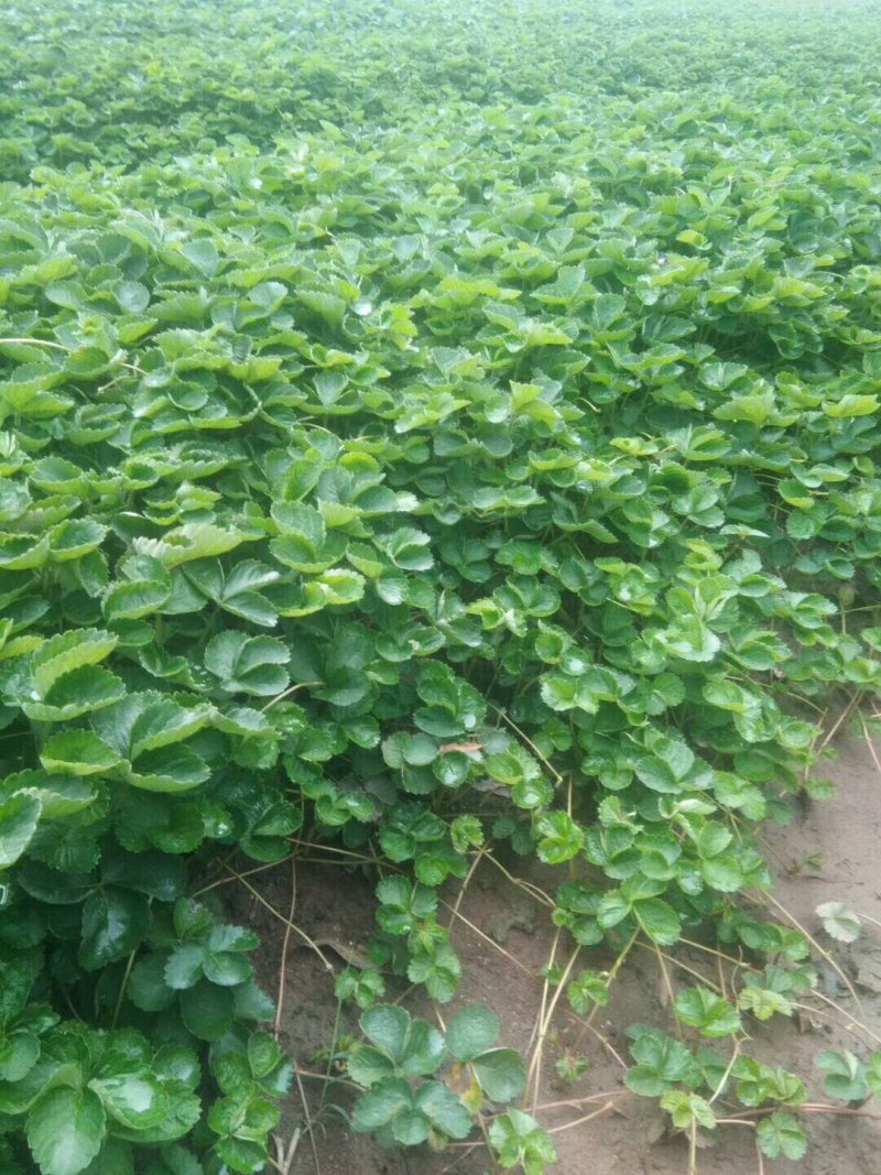 山东草莓苗，出售草莓苗甜宝香野红颜法兰蒂甜查理品种齐全