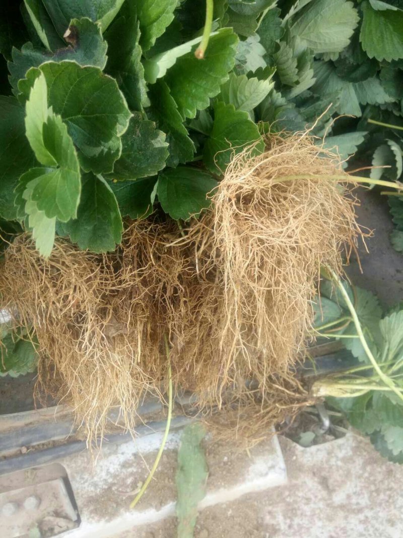 山东草莓苗，出售草莓苗甜宝香野红颜法兰蒂甜查理品种齐全