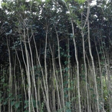桂花苗（八月金桂、浓香型，嫁接苗）
