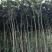 桂花苗（八月金桂、浓香型，嫁接苗）