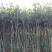 桂花苗（八月金桂、浓香型，嫁接苗）