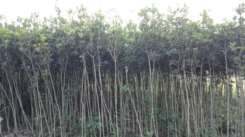桂花苗（八月金桂、浓香型，嫁接苗）