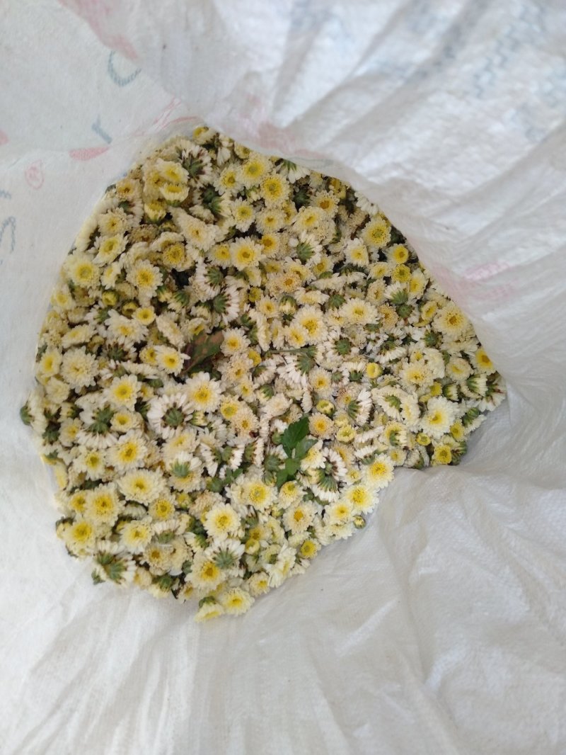 北京菊花，七月菊花，杭白菊朵菊