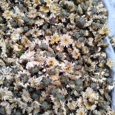 北京菊花，七月菊花，杭白菊朵菊