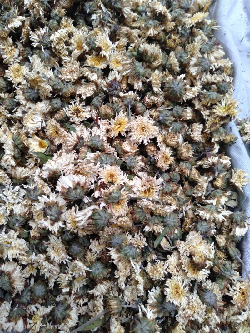 北京菊花，七月菊花，杭白菊朵菊