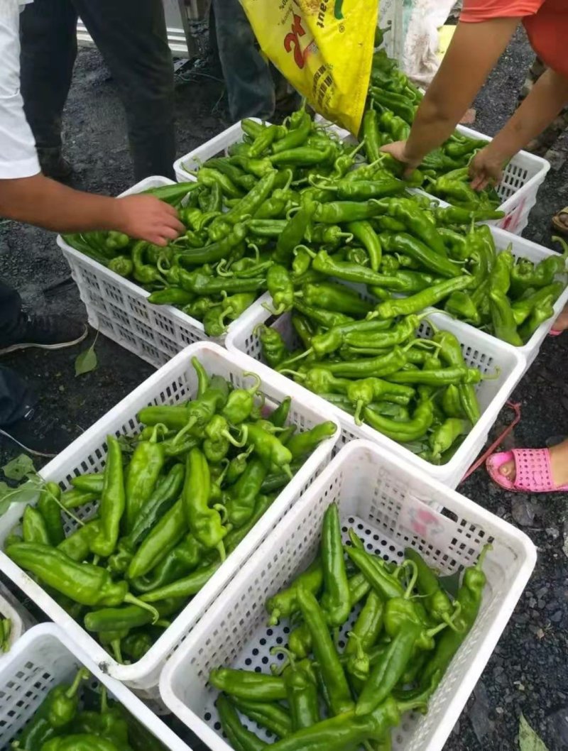 辣椒黄皮尖椒鲜辣椒河南夏邑诚信为本
