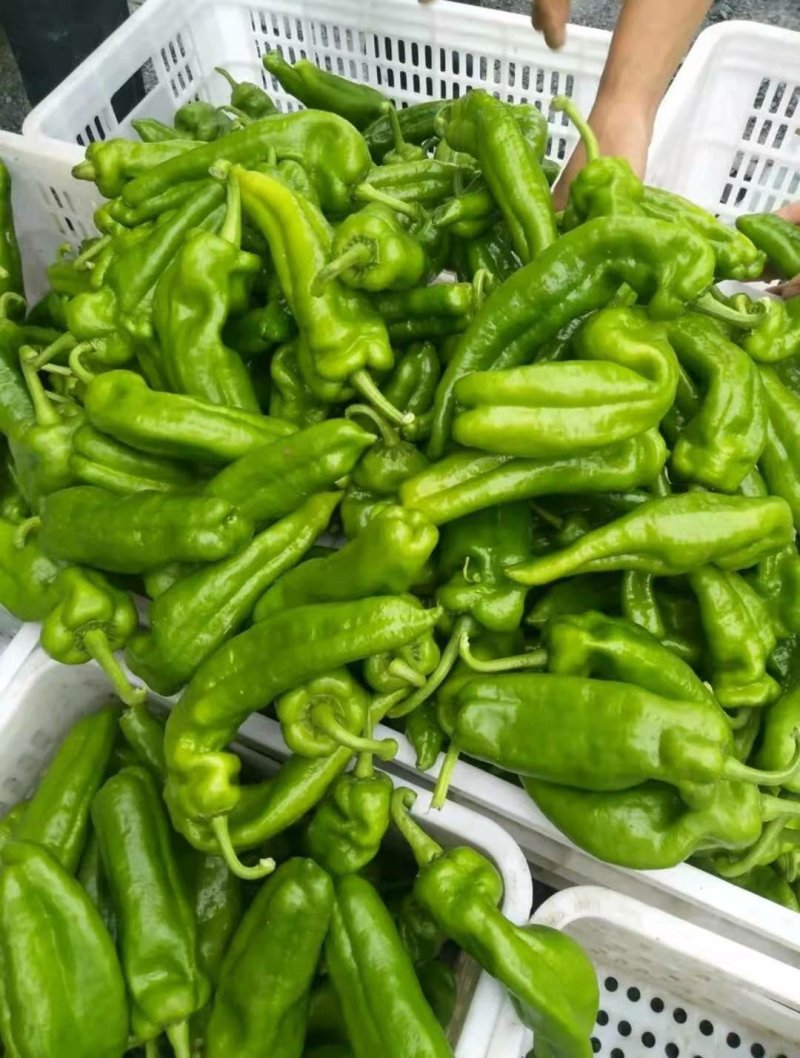 辣椒黄皮尖椒鲜辣椒河南夏邑诚信为本