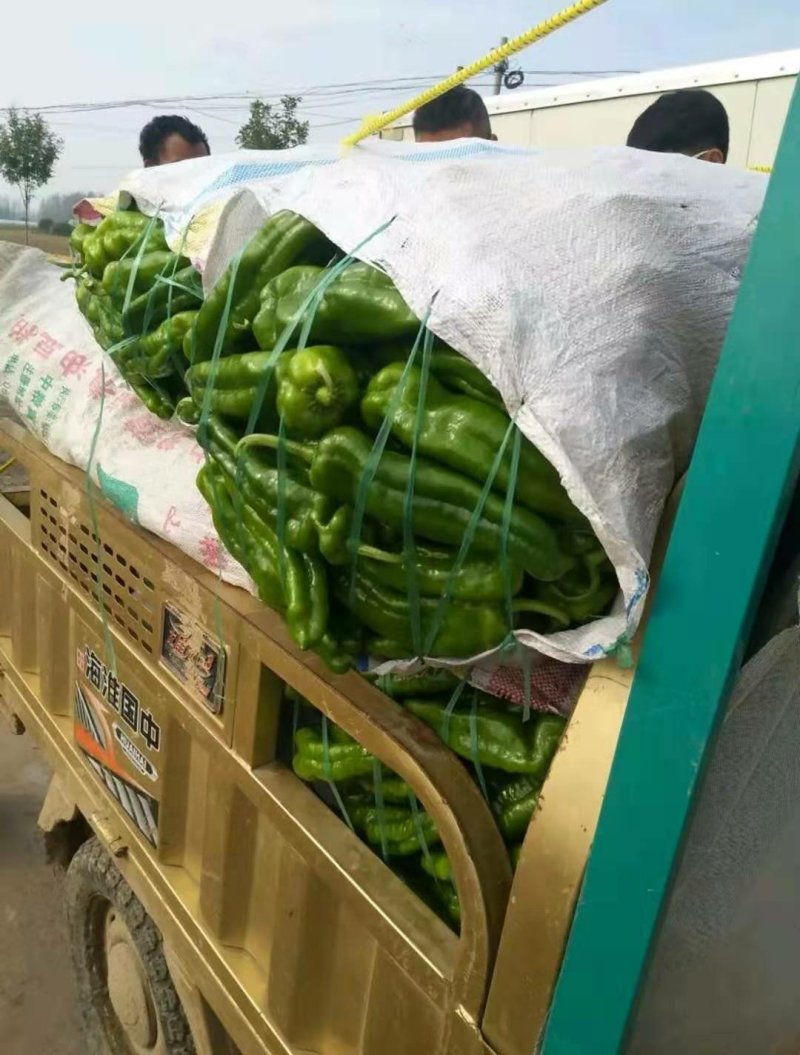 辣椒黄皮尖椒鲜辣椒河南夏邑诚信为本