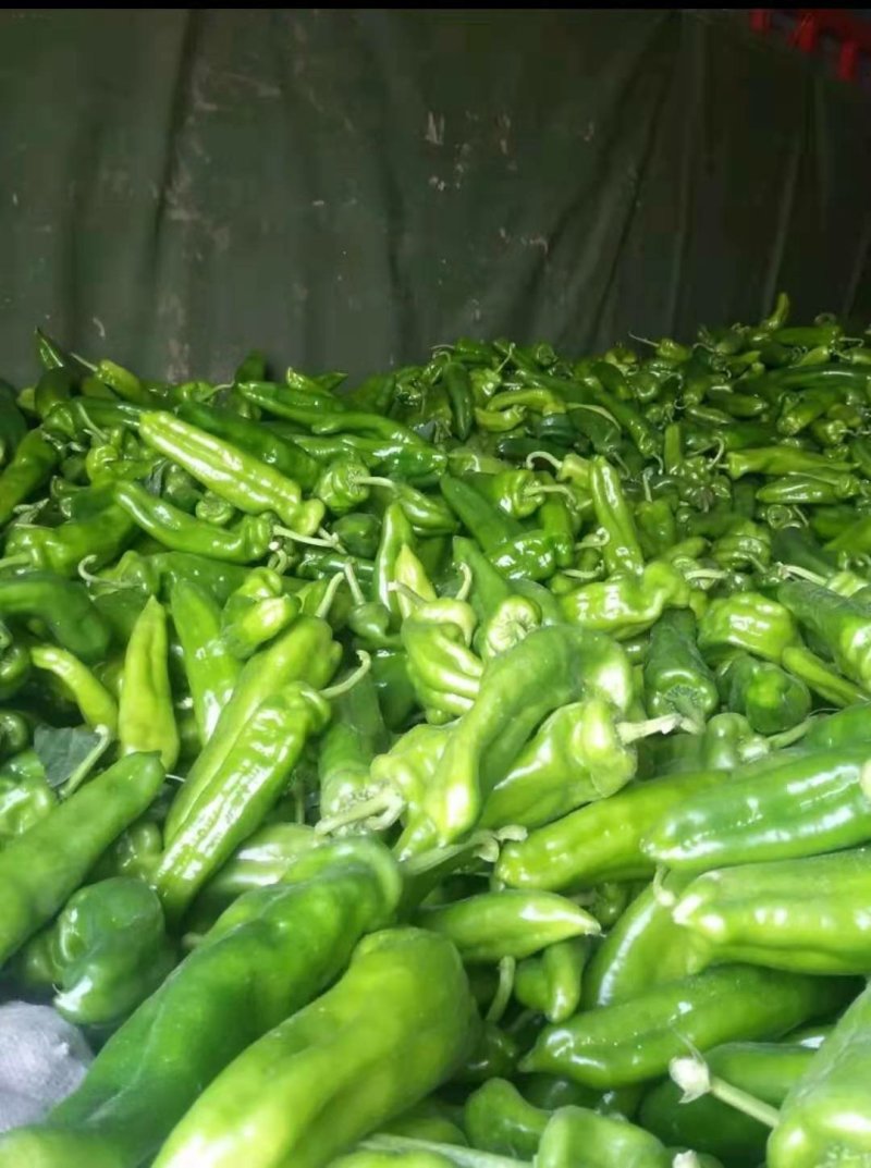 辣椒黄皮尖椒鲜辣椒河南夏邑诚信为本