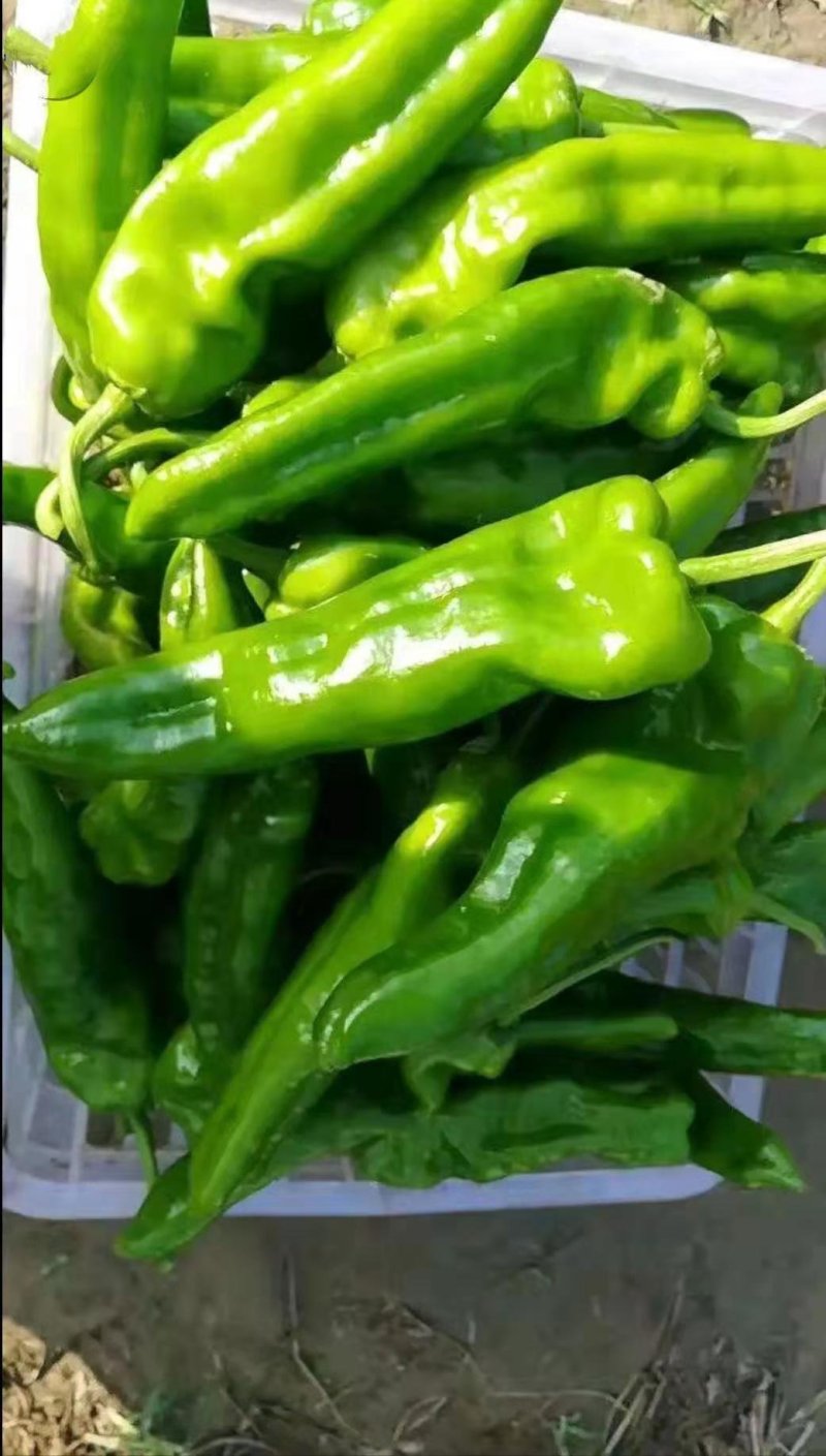 辣椒黄皮尖椒鲜辣椒河南夏邑诚信为本