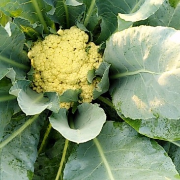 大量有机花菜陆续上市