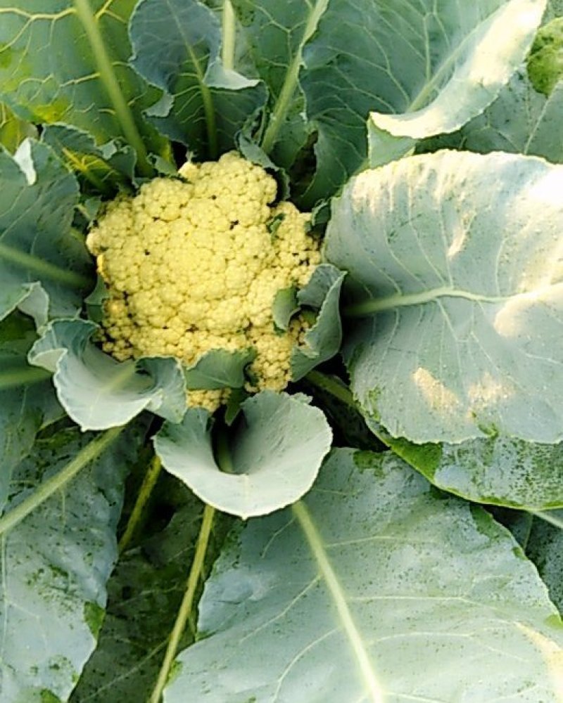 大量有机花菜陆续上市