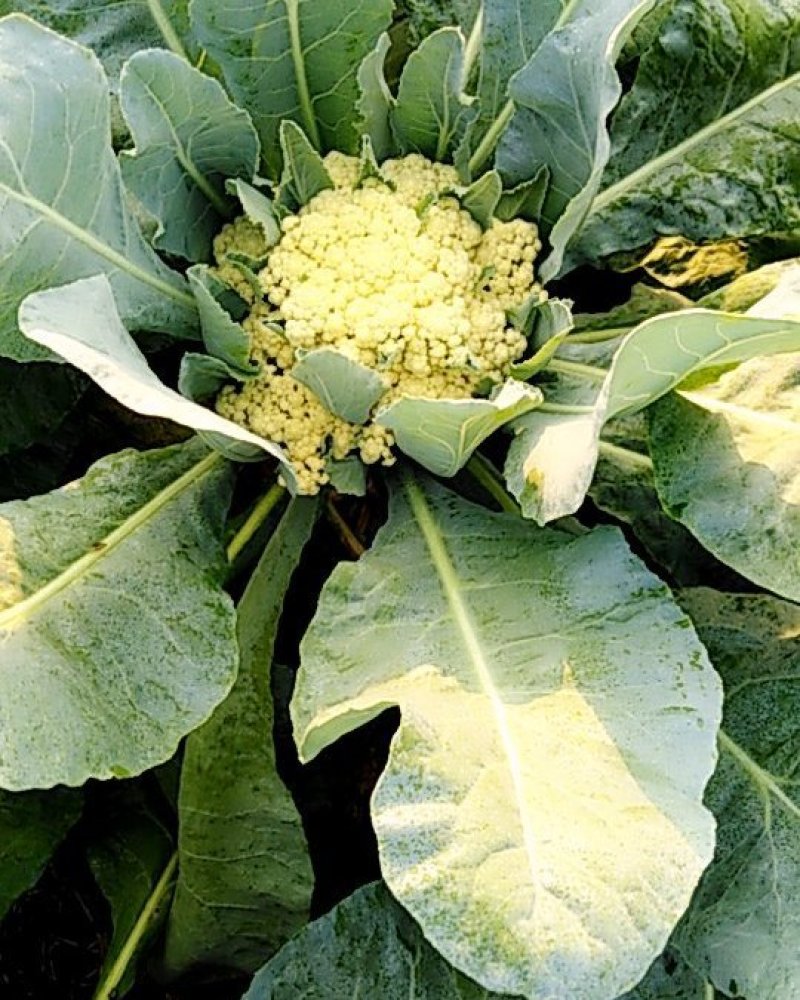 大量有机花菜陆续上市