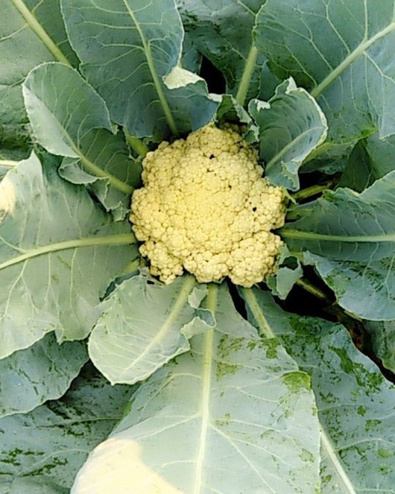 大量有机花菜陆续上市