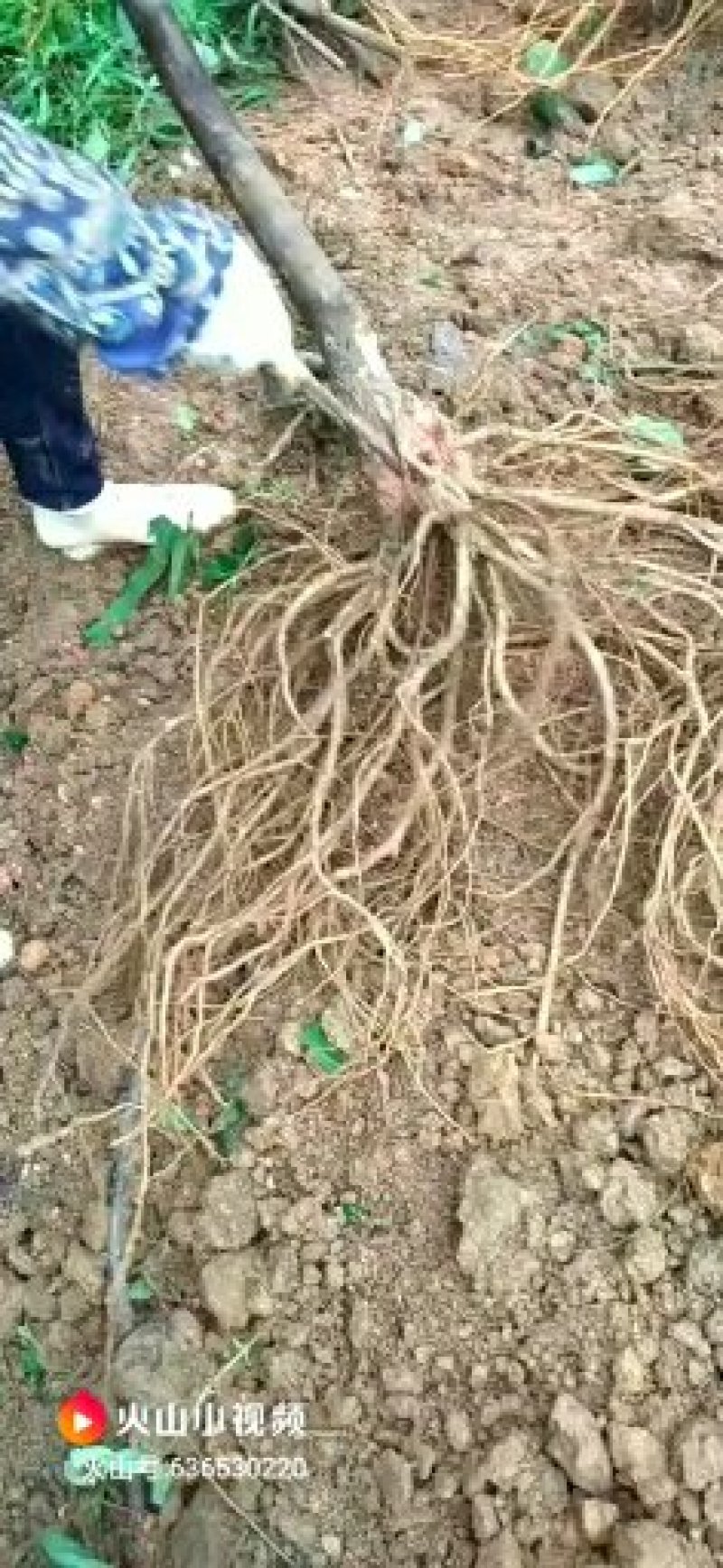 广西灵山正宗纯五指毛桃苗