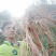 广西灵山正宗纯五指毛桃苗