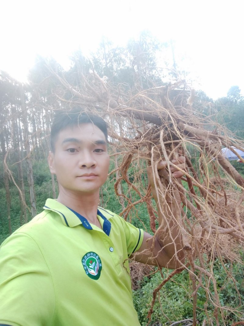 广西灵山正宗纯五指毛桃苗