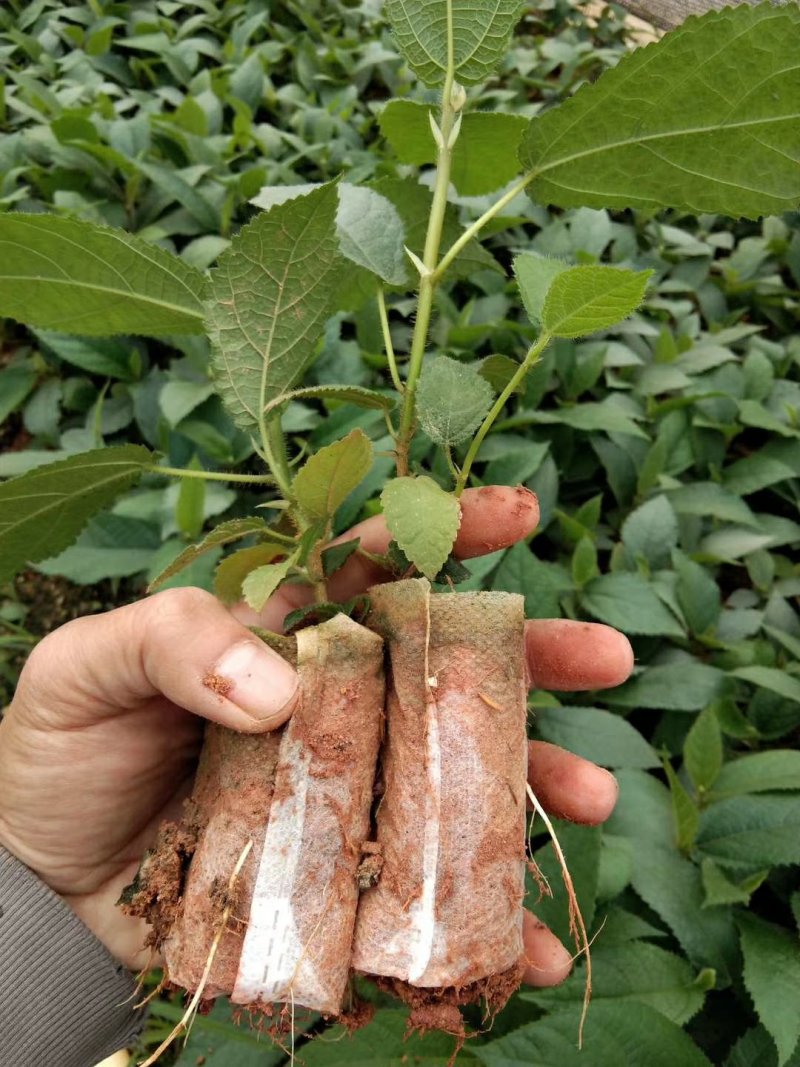 广西灵山正宗纯五指毛桃苗