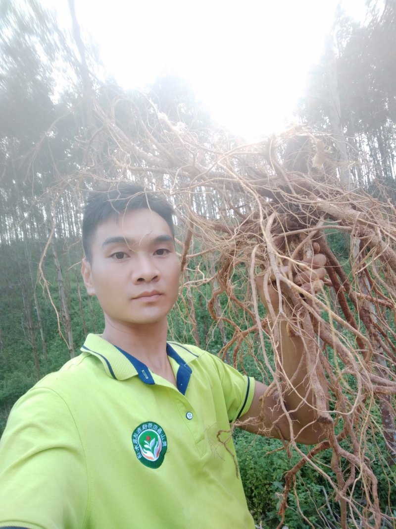 广西灵山正宗纯五指毛桃苗