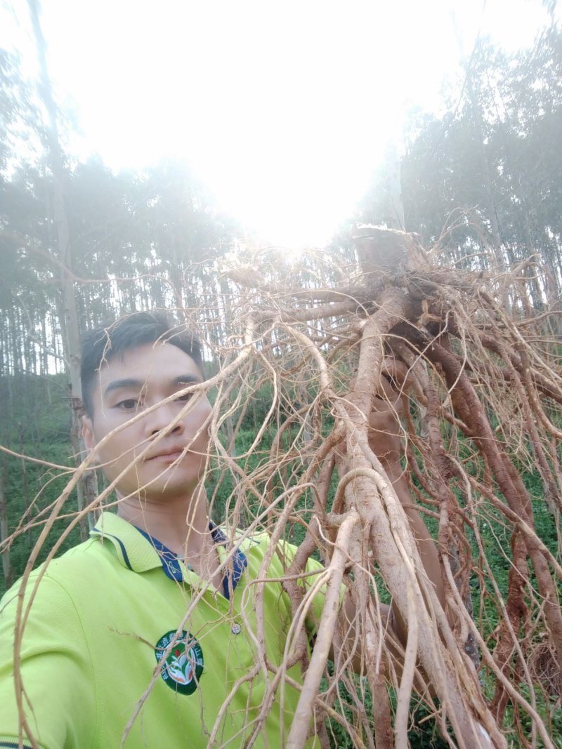 广西灵山正宗纯五指毛桃苗