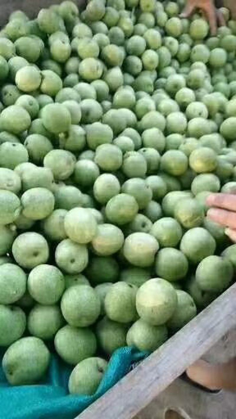 青皮核桃
