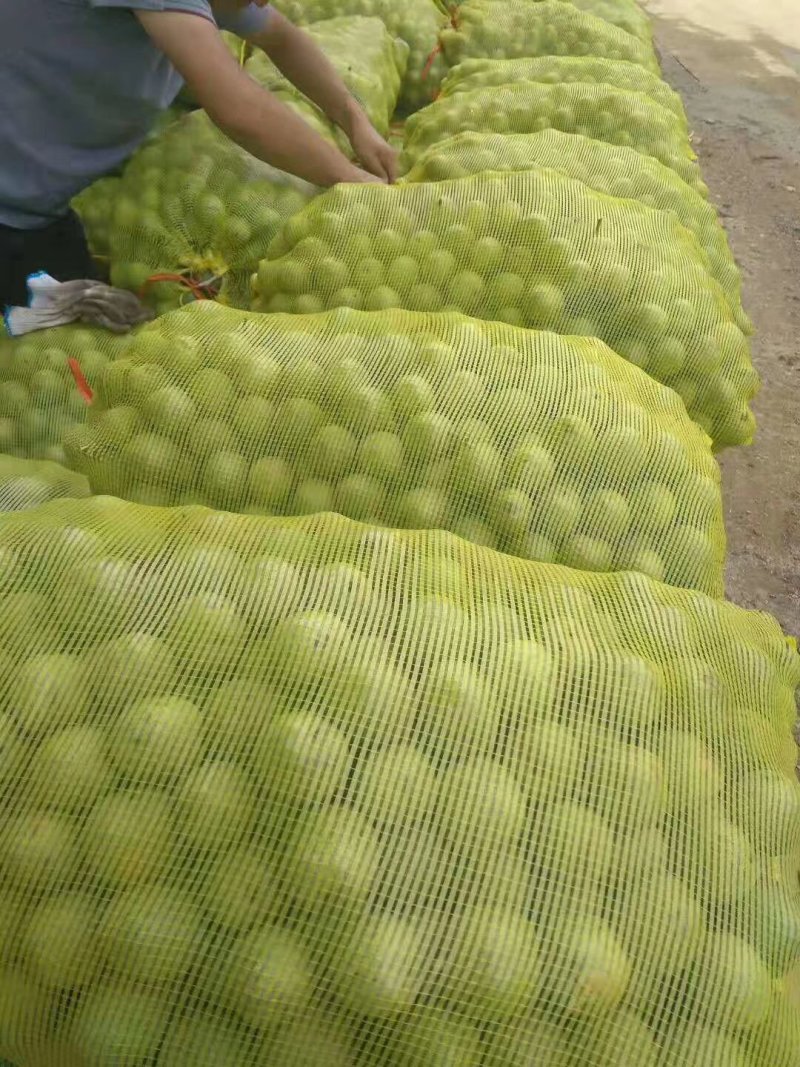 青皮核桃