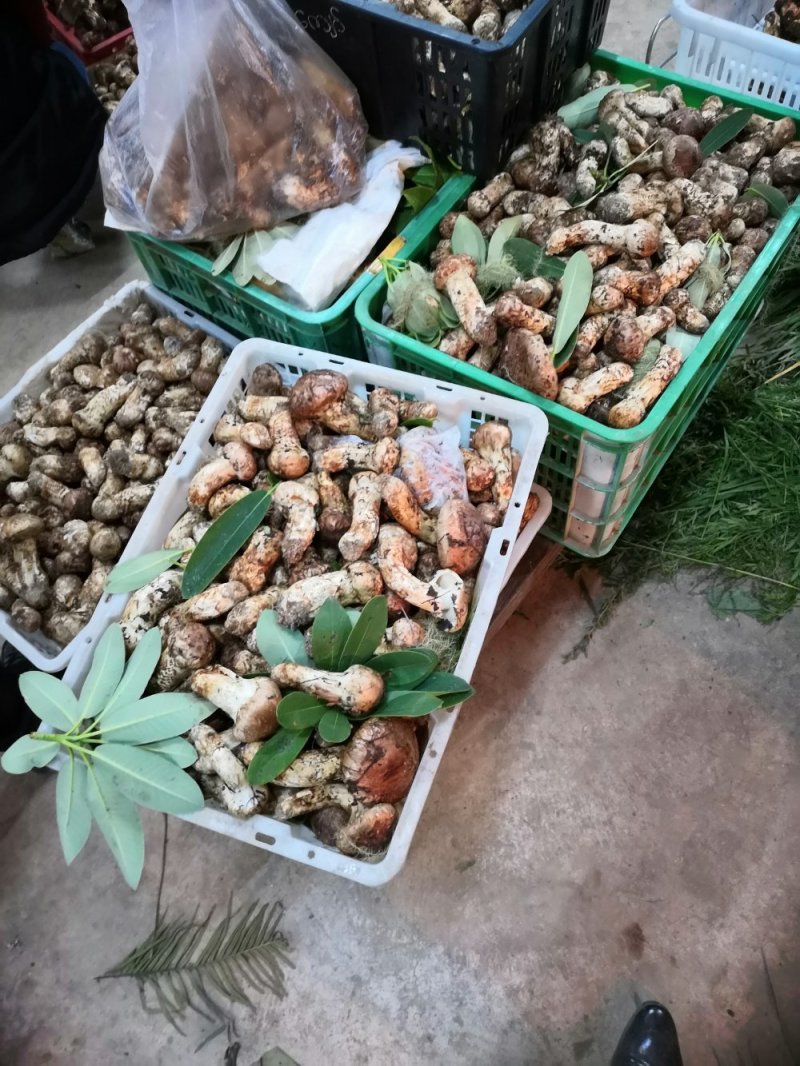 香格里拉新鲜松茸7-9cm产地一件代发批发顺丰包邮