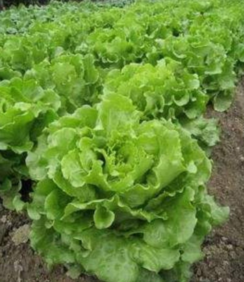 生菜种子耐熱耐抽苔意大利生菜种子叶片油绿