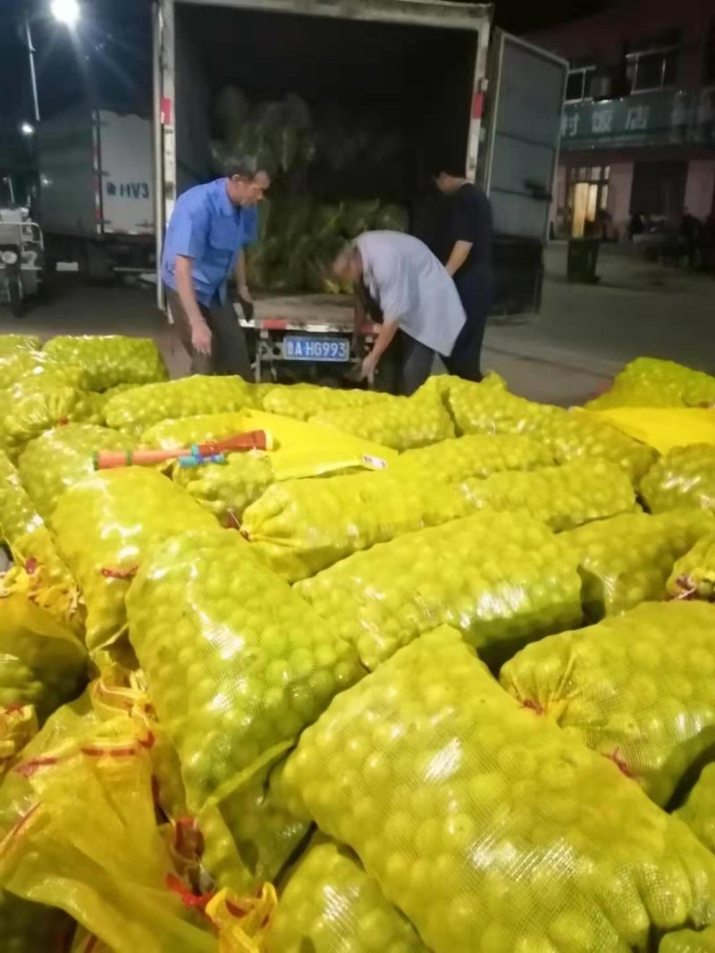 青皮香玲薄皮核桃