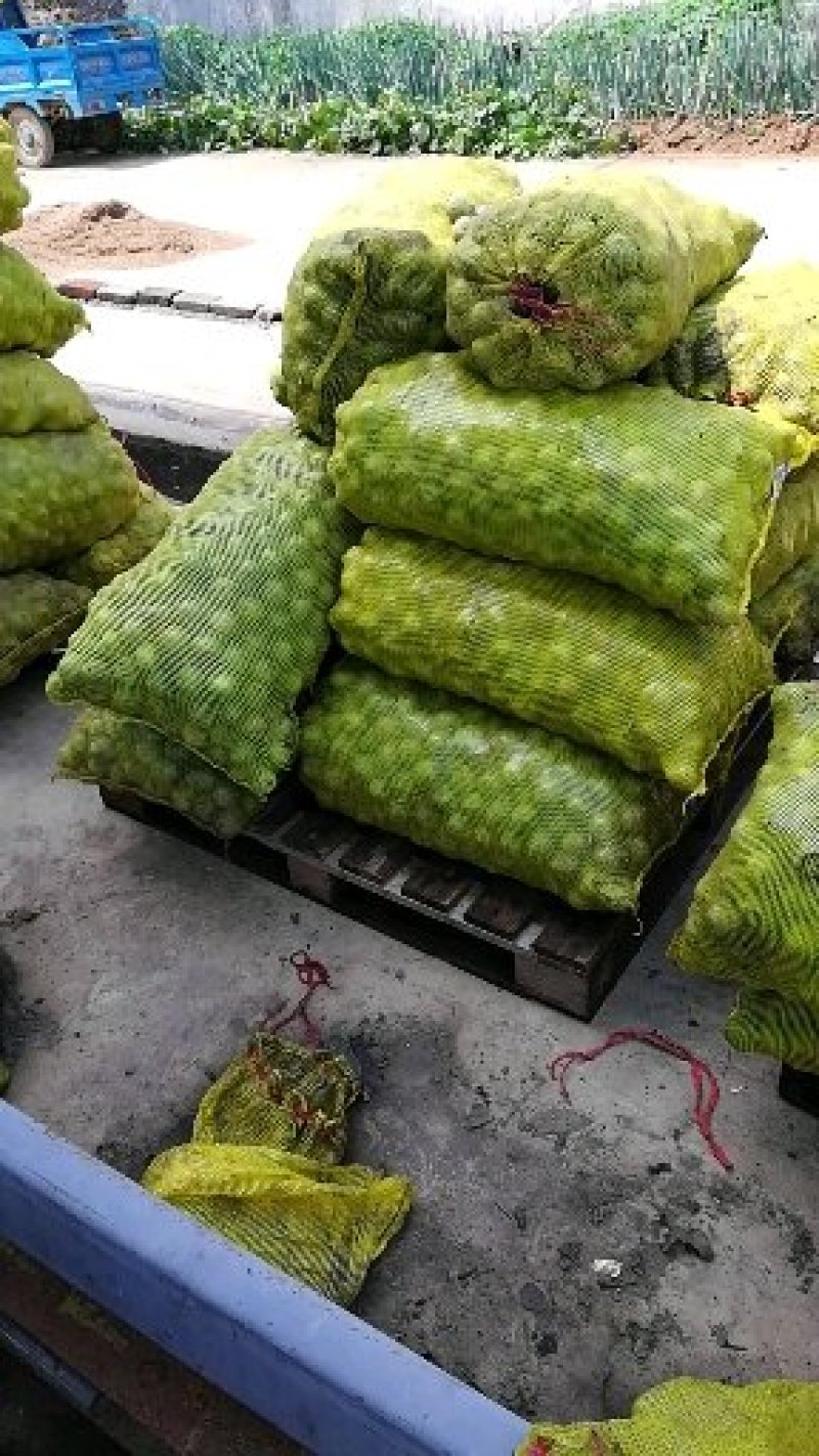 青皮香玲薄皮核桃